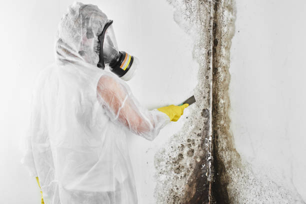 Best White Mold Remediation in Rancho San Diego, CA