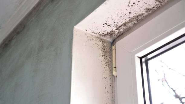 Best Kitchen Mold Remediation in Rancho San Diego, CA