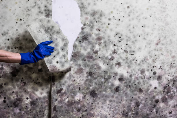 Best Health and Safety Mold Remediation in Rancho San Diego, CA
